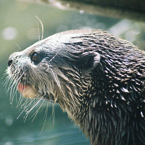 adamhmharley's profile picture. WordPress geek