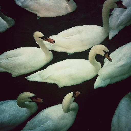 pictureluzern's profile picture. 