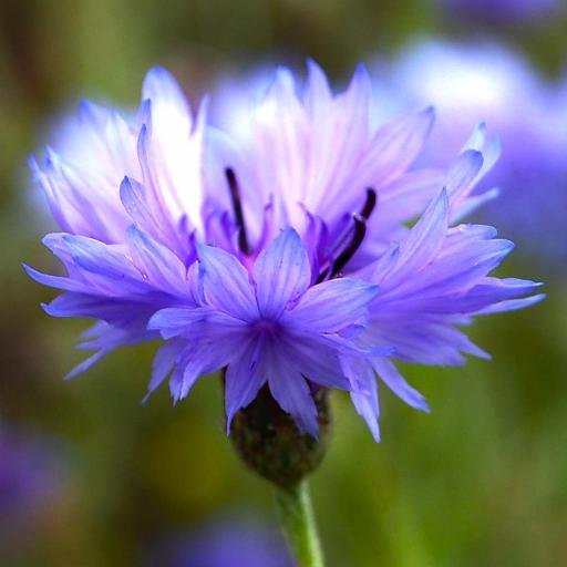 National Wildflower Centre: a seasonal charitable visitor #attraction showcasing #wildflowers in a natural environment. #Cafe & #Gardens. See also @NWCseeds