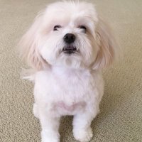 angrycdn (@angrycdn) 's Twitter Profile Photo