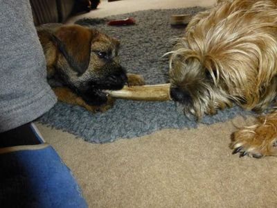 We luvs owa sisfur Milly BC, Members of BTposse, Destructagang and DevilsRus! Dreams of noms and mischief! Sisfur an brufur of BrandyBT , FrizbeeBC OTRB.