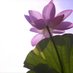 Saugeen Greenhouse (@saugeengh) Twitter profile photo Saugeen Greenhouse (@saugeengh) Twitter profile photo