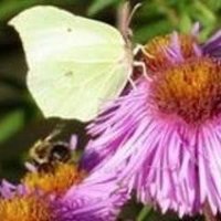 GardenPicsandTips (@gardenpicstips) 's Twitter Profile