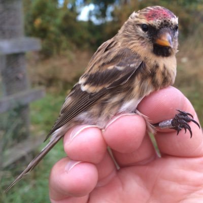 Bird ringing across East, Mid & West Lothian. Increasing knowledge about movements & breeding success of birds, locally and nationally.