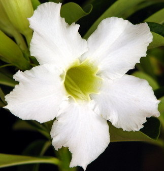 odarnley's profile picture. 