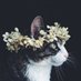 Fallenfeather (@chaserofleaves) Twitter profile photo Fallenfeather (@chaserofleaves) Twitter profile photo