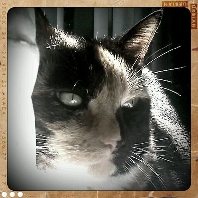 FoxytheKittyKat's profile picture. Bitchy commentary.  I'm a fat, lazy house cat, forced to co-habitate with another feline that is dumb as bricks, what else would you expect?
