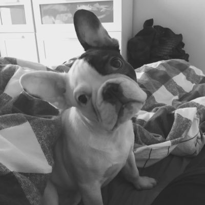 #Frenchie #Puppy #Saxon #FrenchBulldog