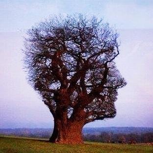 CarmichaelDM's profile picture. Tree Consultant & Colchester United supporter. Family, Forestry & Football, but not necessarily in that order!!