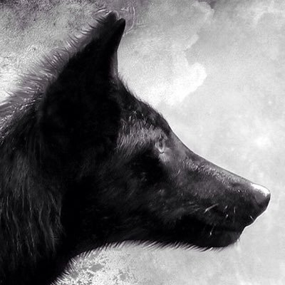 niccolomastro's profile picture. Freedom