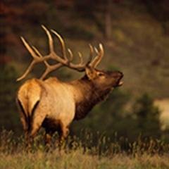 ElkHuntingDir's profile picture. Elk Hunting Directory Is Your Online Resource For The Best Guided Elk Hunting Trips, Elk Hunting Outfitters, and Tips For Hunting Elk.
