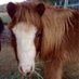 So Cal Mini Horse (@socalminihorse) Twitter profile photo