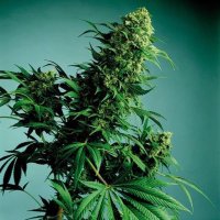 Che-Markos...!!! (@che_markos) Twitter profile photo