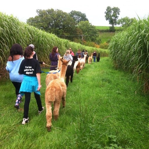 Alpaca Breeders….concentrating on continuous herd enhancement, client support…and 'hands on' awareness via our unique Alpaca Trekking Experience.!