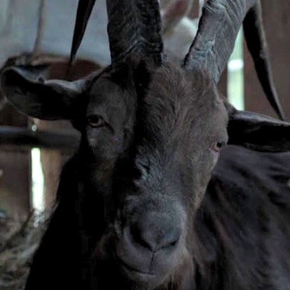 Billy goat. Star of @TheWitchMovie. Living the delicious life.