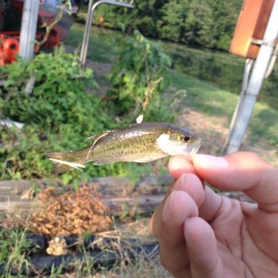 bbass_shoma's profile picture. 