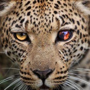 zicomk's profile picture. 