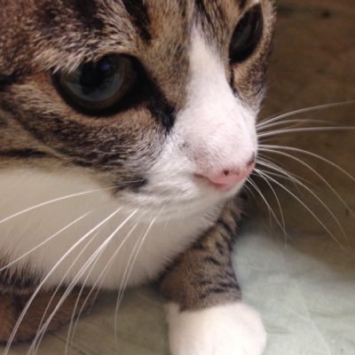 karikariaruyo's profile picture. 