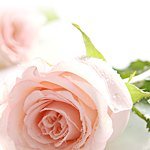 rosequilt2012's profile picture. ゆっくりのんびり面白く丁寧に暮らしたい♬*.:*