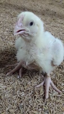 AnusitHauysai's profile picture. 