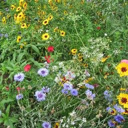Tweets from the Dulwich Society gardens committee, about gardens and gardening in the Dulwich area.