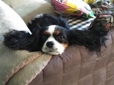 Caste50Salva's profile picture. 