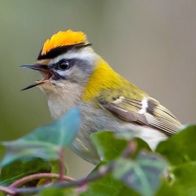Wat14202350John's profile picture. passionate about birds for over 50 years