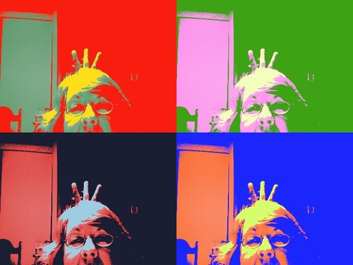 carollee65's profile picture. 