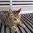 猫飼いたいのアイコン