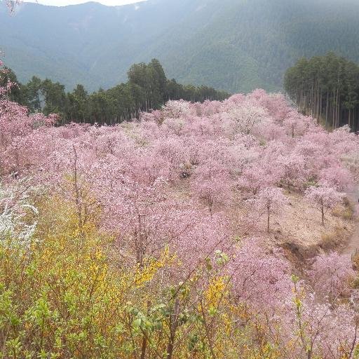 高見の郷 高見の郷 桜 千本桜 東吉野 奈良 天空の庭 開園中止につきまして 開園前日の晩に突然の中止が決定しました事をお詫び致します 中止決定の当日に自粛要請を受けまして運営側で沢山議論し悩んだ結果 今年の開園中止という苦渋の決断となり