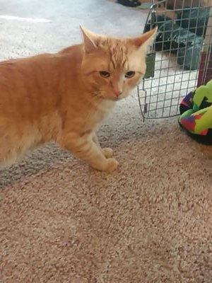 sgtmustache27's profile picture. 