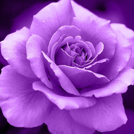 紫の薔薇 Mamechiyo18 Twitter