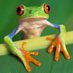 TreeFrog471 (@treefrog471) Twitter profile photo TreeFrog471 (@treefrog471) Twitter profile photo