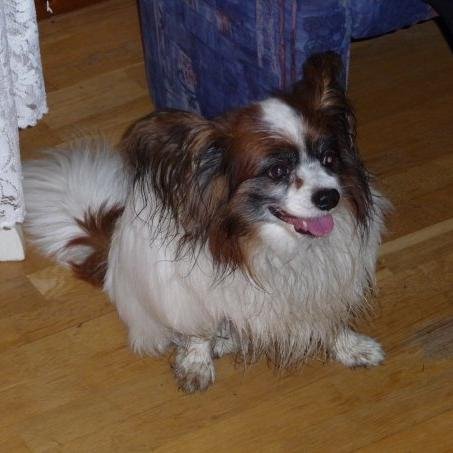 promaskume's profile picture. 