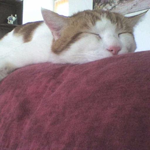 CVersalys06's profile picture. Retraitée de la fonction publique #PugetTheniers #AlpesMaritimes