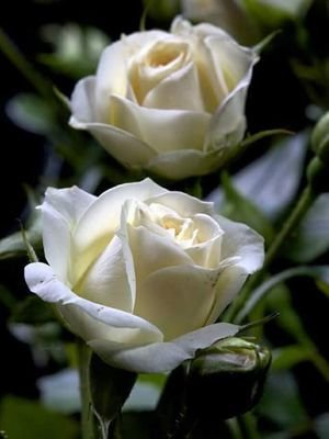 MarianSVelez1's profile picture. 