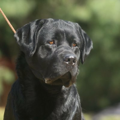 guzman_max_603's profile picture. THE RETRIEVER BOSS!