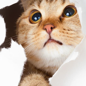 hockey72140's profile picture. 