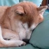 20swt's profile picture. 野球好き、JAZZ好き、将棋好き、冬期オリンピック好き。業務改善・ICT活用コンサルティング、システム開発管理などで駆けずり回り、子ども向けロボット教室での指導も楽しむ。草野球選手、草サックス奏者。ITコーディネータ。北海道日本ハムファイターズファンクラブ会員。危険なのでママチャリは歩道をゆっくり走るのが良いと思う。