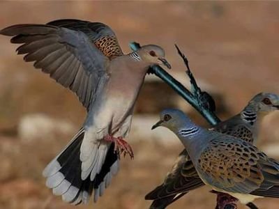 boafZAceEjz7OIS's profile picture. 