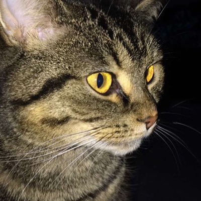 kirielcooper's profile picture. I'll follow if you follow me back, you ma wifi wifey