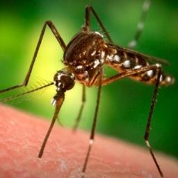 Mosquitoes Be Gone LLC offers a product that brings an organic, low cost alternative to the mosquito repellent market.