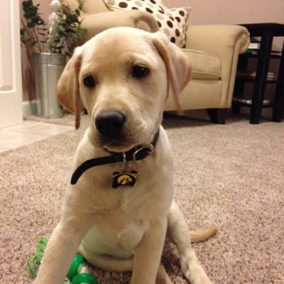 gschiltz's profile picture. Hunter Gatherer