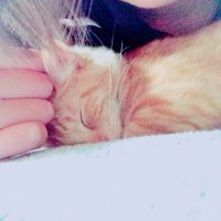 お嬢@HN:MiCoRo (@aila_mh) 's Twitter Profile