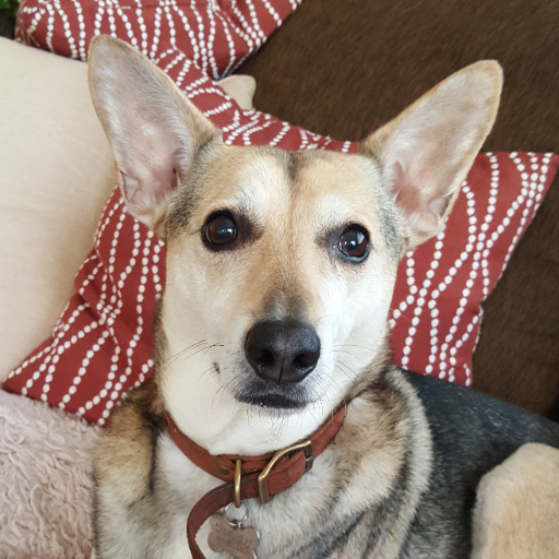 bibsyboog's profile picture. 