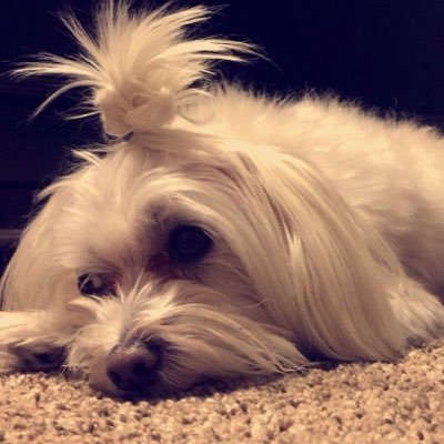 DoseOfLolita's profile picture. Cutest Maltese you'll ever meet