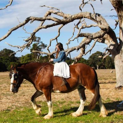 zig the Clydesdale gelding❤️ we do , bareback and bond