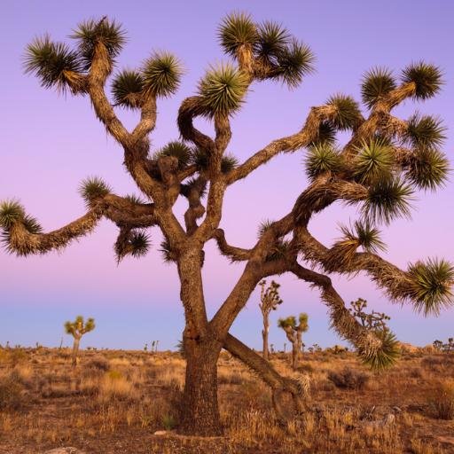 jozuetree's profile picture. 