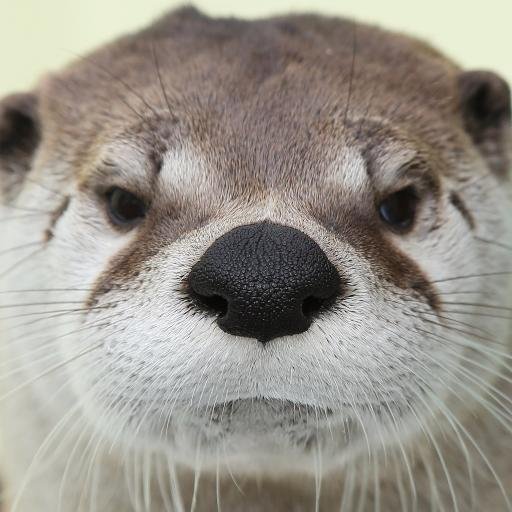 かわうそ初心者 Otterbeginner Twitter