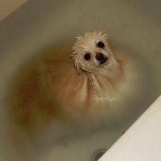 爆笑w犬イヌ画像 Dogfan9721 Twitter